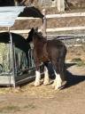 Mare Gypsy Cob For sale 2010 Bay