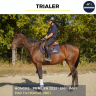 Gelding Thoroughbred For sale 2023 Bay