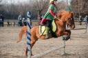 Mare Other Pony Breed For sale 2011 Chesnut