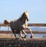 Gelding PRE Pure Spanish Bred For sale 2025 Pearl