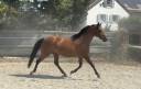 Mare Arabian Thoroughbred For sale 2019 Bay