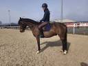 Gelding Connemara For sale 2022 Dark Bay