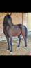 Gelding Arabian Thoroughbred For sale 2015 Black