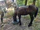 Filly Percheron For sale 2026 Black