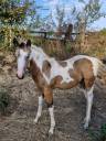 Filly Paint For sale 2026 Tobiano