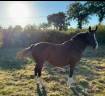 Mare Origin Recorded For sale 2012 Bay