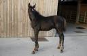 Colt sBs Belgian Warmblood For sale 2026 Black
