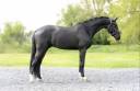 Gelding Selle Fran&ccedil;ais For sale 2021 Black
