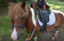 Gelding No Origin Recorded Part-Livery 2011 Coloured