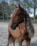 Gelding PRE Pure Spanish Bred For sale 2014 Chesnut