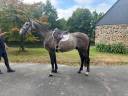 Gelding Selle Fran&ccedil;ais For sale 2022 Grey