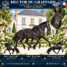 Colt Friesian For sale 2026 Black