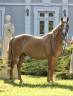 Gelding Other Pony Breed Part-Livery 2008 Chesnut