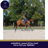 Mare Thoroughbred For sale 2021 Bay
