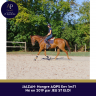 Gelding AQPS For sale 2019 Chesnut