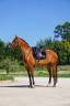 Mare Lusitano For sale 2022 Bay