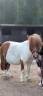 Gelding Shetland Pony For sale 2015 Chesnut
