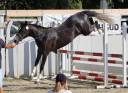 Filly French Saddle Pony For sale 2024 Grey