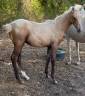 Colt Selle Fran&ccedil;ais For sale 2026 Palomino