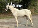 Gelding French Saddle Pony For sale 2024 Cremello