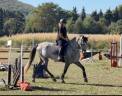 Gelding Spanish Norman  For sale 2022 Grey