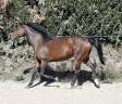 Mare Anglo-Arabian For sale 2020 Bay