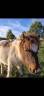 Colt Shetland Pony For sale 2026 Coloured