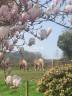 Equestrian property  Manche