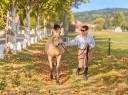 Colt PRE Pure Spanish Bred For sale 2025 Bay