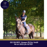 Gelding Thoroughbred For sale 2023 Bay