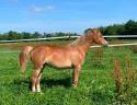 Filly French Saddle Pony For sale 2025 Chesnut