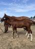 Colt Selle Fran&ccedil;ais For sale 2026 Liver chestnut