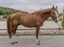 Gelding Selle Fran&ccedil;ais For sale 2016 Chesnut