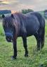 Mare Shetland Pony For sale 2018 Black