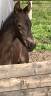 Filly Friesian For sale 2026 Black