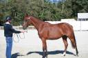 Gelding Selle Fran&ccedil;ais For sale 2023 Bay