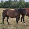 Broodmare Thoroughbred For sale 2010 Dark Bay