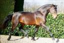 Gelding Lusitano For sale 2015 Bay