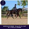 Gelding Thoroughbred For sale 2023 Dark Bay