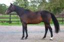 Gelding Selle Fran&ccedil;ais For sale 2019 Dark Bay