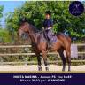 Mare Thoroughbred For sale 2023 Bay