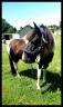 Gelding Pottok  For sale 2010 Coloured