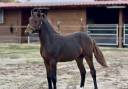 Colt French Saddle Pony For sale 2026 Dark Bay