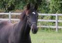 Filly KWPN Dutch Warmblood For sale 2026 Black