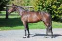 Gelding Selle Fran&ccedil;ais For sale 2023 Bay