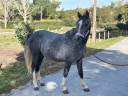 Colt French Saddle Pony For sale 2024 Grey