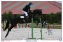 Gelding Holsteiner For sale 2006 Black
