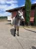 Gelding Connemara For sale 2022 Grey