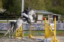 Mare French Saddle Pony For sale 2018 Grey