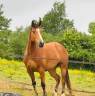 Mare Anglo-Arabian For sale 2021 Bay